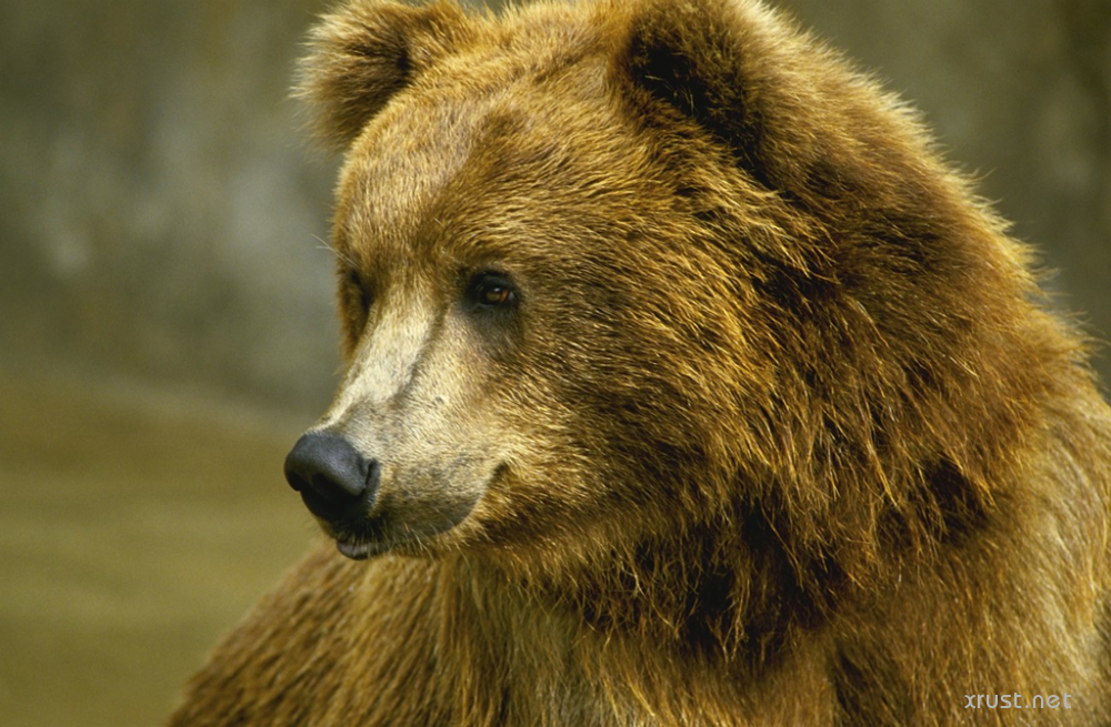 Бурый медведь в США обокрал пекарню