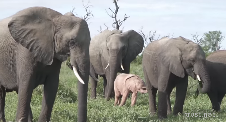 Розовый слоненок обнаружен в  Южной Африке