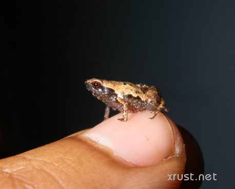 5 новых видов мини-лягушек обнаружены на Мадагаскаре