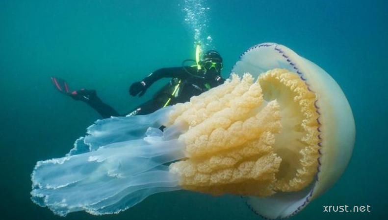 Обнаружена медуза  гигантских размеров 