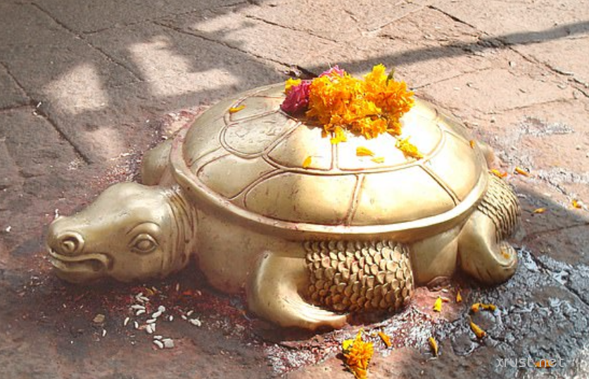 Золотая черепаха обнаружена  в Непале
