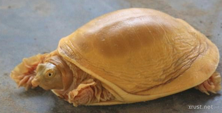 Золотая черепаха обнаружена  в Непале